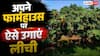 अपने फार्म हाऊस पर कैसे उगाएं लीची? इस आसान से उपाय लाल सोना उगलेगी आपकी जमीन