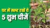 Vastu Tips: घर में जरूर रखें ये 5 शुभ चीजें, बनी रहेगी सुख-समृद्धि, सकारात्मक ऊर्जा और आर्थिक तरक्की