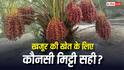खजूर की खेती के लिए कौन सी मिट्टी सबसे अच्छी रहती है, जानें कैसे बोते हैं इसका पेड़?