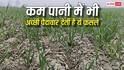 कम से कम पानी में भी ये फसलें देती हैं बंपर पैदावार, मानसून कमजोर हुआ तब भी नहीं पड़ेगा खेती पर फर्क