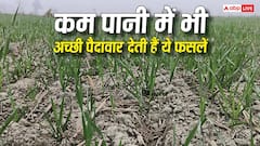 कम से कम पानी में भी ये फसलें देती हैं बंपर पैदावार, मानसून कमजोर हुआ तब भी नहीं पड़ेगा खेती पर फर्क