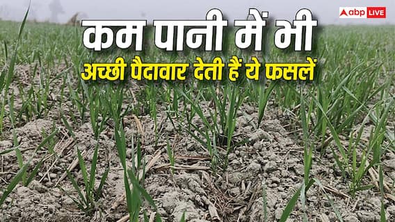 कम से कम पानी में भी ये फसलें देती हैं बंपर पैदावार, मानसून कमजोर हुआ तब भी नहीं पड़ेगा खेती पर फर्क कम से कम पानी में भी ये फसलें देती हैं बंपर पैदावार, मानसून कमजोर हुआ तब भी नहीं पड़ेगा खेती पर फर्क
