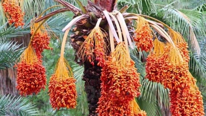 अगर सही मिट्टी में लगाए गए खजूर के पौधों की अच्छे तरीके से देखभाल की जाए. तो खजूर का बाग कई सालों तक लगातार उत्पादन देता है. बढ़ती मांग और अच्छे दाम की वजह से यह खेती किसानों के लिए कमाई का अच्छा जरिया बन सकती है.