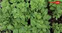 Mosquito Repellent Plants: अपने गार्डन में लगा लिए ये पौधे, तो आसपास भी नहीं फटकेंगे मच्छर