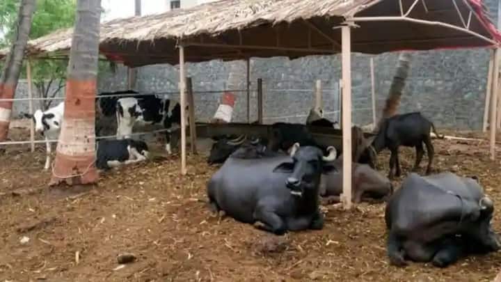 भारी बारिश के दौरान किसानों को सिर्फ फसल ही नहीं बल्कि पशुओं की सेफ्टी का भी ध्यान रखना उतनी ही जरूरी है. मवेशियों को ऊंची और सूखी जगह पर रखें. उनके रहने वाली जगह पर पानी जमा न होने दें और साफ पानी, चारे की व्यवस्था बनाए रखें.