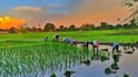 इन राज्यों में होने वाली है भारी बारिश, अब क्या करें किसान?