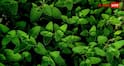 Mosquito Repellent Plants: अपने गार्डन में लगा लिए ये पौधे, तो आसपास भी नहीं फटकेंगे मच्छर