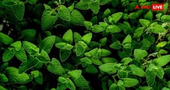 Mosquito Repellent Plants: अपने गार्डन में लगा लिए ये पौधे, तो आसपास भी नहीं फटकेंगे मच्छर