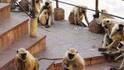 Newlywed Woman Dies After Falling From Tamil Nadu Hilltop Temple While Fleeing Monkeys