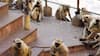 Newlywed Woman Dies After Falling From Tamil Nadu Hilltop Temple While Fleeing Monkeys