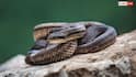 Snake Eggs: क्या सच में सांप खा जाता है अपने ही अंडे, अपने बच्चों को ही क्यों देता है दर्दनाक मौत?