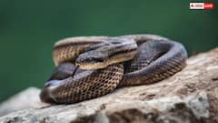 Snake Eggs: क्या सच में सांप खा जाता है अपने ही अंडे, अपने बच्चों को ही क्यों देता है दर्दनाक मौत?