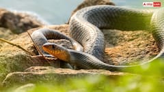 Snake Eggs: क्या सच में सांप खा जाता है अपने ही अंडे, अपने बच्चों को ही क्यों देता है दर्दनाक मौत?