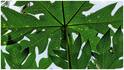 Papaya Leaf Juice : బొప్పాయి ఆకుల జ్యూస్ వల్ల కలిగే ఆరోగ్య ప్రయోజనాలు ఇవే.. ఎలా తీసుకోవాలి? ఎంత మోతాదులో తాగాలి?