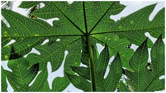 Papaya Leaf Juice : బొప్పాయి ఆకుల జ్యూస్ వల్ల కలిగే ఆరోగ్య ప్రయోజనాలు ఇవే.. ఎలా తీసుకోవాలి? ఎంత మోతాదులో తాగాలి?