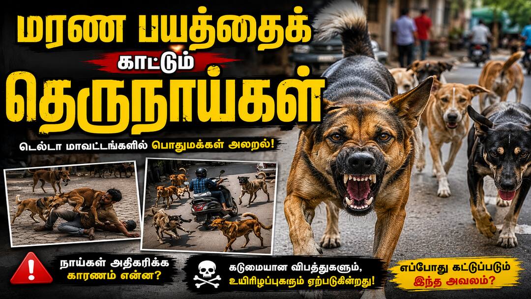 மரண பயத்தைக் காட்டும் தெருநாய்கள்: டெல்டா மாவட்டங்களில் பொதுமக்கள் அலறல்... தீர்வு என்ன? ஓர் அதிர்ச்சிப் பார்வை!