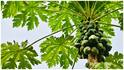 Papaya Leaf Juice : బొప్పాయి ఆకుల జ్యూస్ వల్ల కలిగే ఆరోగ్య ప్రయోజనాలు ఇవే.. ఎలా తీసుకోవాలి? ఎంత మోతాదులో తాగాలి?