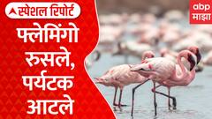 Baramati Ujni Flemingo | फ्लेमिंगो रुसले, पर्यटक आटले | ABP Majha Special Report