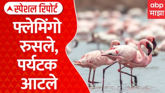 Baramati Ujni Flemingo | फ्लेमिंगो रुसले, पर्यटक आटले | ABP Majha Special Report