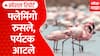 Baramati Ujni Flemingo | फ्लेमिंगो रुसले, पर्यटक आटले | ABP Majha Special Report