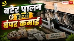 मात्र 50000 लगाकर शुरू कर सकते हैं 'बटेर' पालन, अंडे से लेकर मीट तक की होती है खूब डिमांड