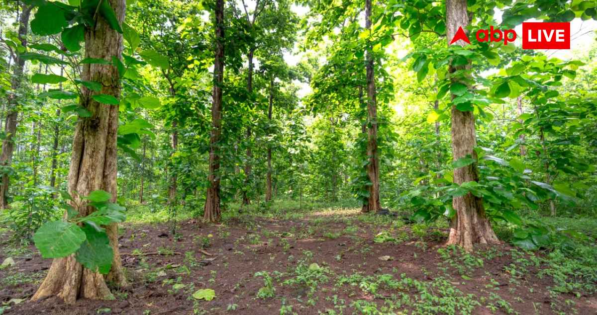 Teak Cultivation Tips : सागवान की खेती के लिए 100% सब्सिडी दे रही यहां की सरकार, जानें कैसे उठा सकते हैं फायदा?