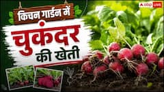 किचन गार्डन में कैसे कर सकते हैं चुकंदर की खेती? जान लें सबसे आसान तरीका