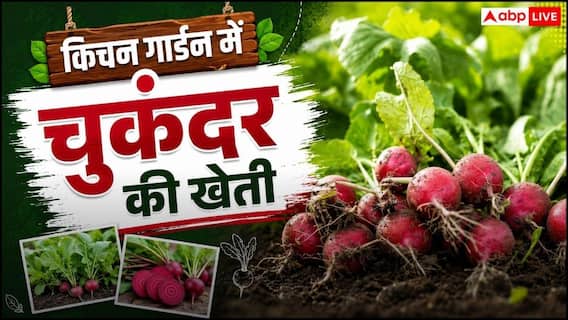 किचन गार्डन में कैसे कर सकते हैं चुकंदर की खेती? जान लें सबसे आसान तरीका किचन गार्डन में कैसे कर सकते हैं चुकंदर की खेती? जान लें सबसे आसान तरीका
