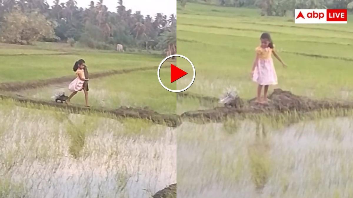 Viral: खेतों के बीच साही के साथ खेलती दिखी बच्ची, इस Cute Video पर फिदा हुए लाखों लोग