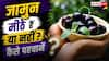Jamun Buying Tips : जामुन मीठे हैं या नहीं? खरीदने से पहले बिना चखे ऐसे पहचानें
