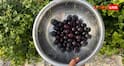 Jamun Buying Tips : जामुन मीठे हैं या नहीं? खरीदने से पहले बिना चखे ऐसे पहचानें