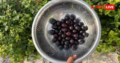 Jamun Buying Tips : जामुन मीठे हैं या नहीं? खरीदने से पहले बिना चखे ऐसे पहचानें