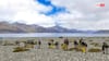 Pangong Lake News: पैंगोंग झील और वाइल्डलाइफ इलाकों में गैर-कानूनी तरीके से गाड़ियां चलाने वालों पर एक्शन, लगा भारी जुर्माना