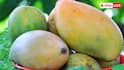Totapuri Mango Farming: सबसे ज्यादा कहां पैदा होता है तोतापुरी मैंगो, किसान कैसे कर सकते हैं इसकी पैदावार? 