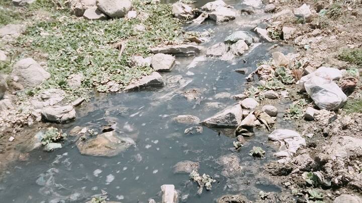 इस मौसम में तालाब में बाहर का गंदा और दूषित पानी आने से रोकना सबसे बड़ा टास्क होता है. खेत या रास्तों से बहकर आने वाला गंदा पानी अपने साथ कई तरह के बैक्टीरिया और कचरा लेकर आता है. इस गंदे पानी की वजह से तालाब में फंगल इंफेक्शन और पूंछ सड़ने जैसी खतरनाक बीमारियां बहुत तेजी से फैलती हैं.
