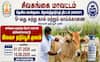சிவகங்கை கால்நடைகளுக்கு பாதுகாப்பு கவசம்... இலவச கோமாரி தடுப்பூசி முகாம் !
