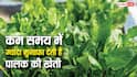 Spinach Farming: कम समय में ज्यादा से ज्यादा मुनाफा देती है पालक की खेती, जानें कैसे करें शुरुआत?