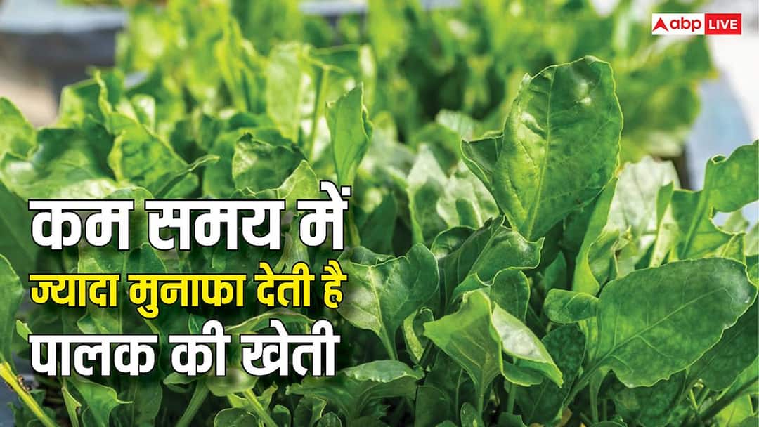 कम समय में ज्यादा से ज्यादा मुनाफा देती है पालक की खेती, जानें कैसे करें शुरुआत? कम समय में ज्यादा से ज्यादा मुनाफा देती है पालक की खेती, जानें कैसे करें शुरुआत?