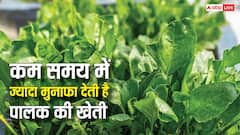 कम समय में ज्यादा से ज्यादा मुनाफा देती है पालक की खेती, जानें कैसे करें शुरुआत?