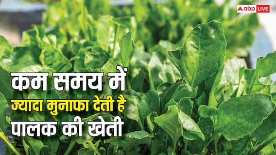 Spinach Farming: कम समय में ज्यादा से ज्यादा मुनाफा देती है पालक की खेती, जानें कैसे करें शुरुआत? Spinach Farming: कम समय में ज्यादा से ज्यादा मुनाफा देती है पालक की खेती, जानें कैसे करें शुरुआत?