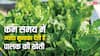 Spinach Farming: कम समय में ज्यादा से ज्यादा मुनाफा देती है पालक की खेती, जानें कैसे करें शुरुआत?