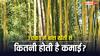 Bamboo Cultivation Tips: 1 एकड़ में कितना बांस होता है, जानें इससे कितनी कमाई कर सकते हैं किसान?