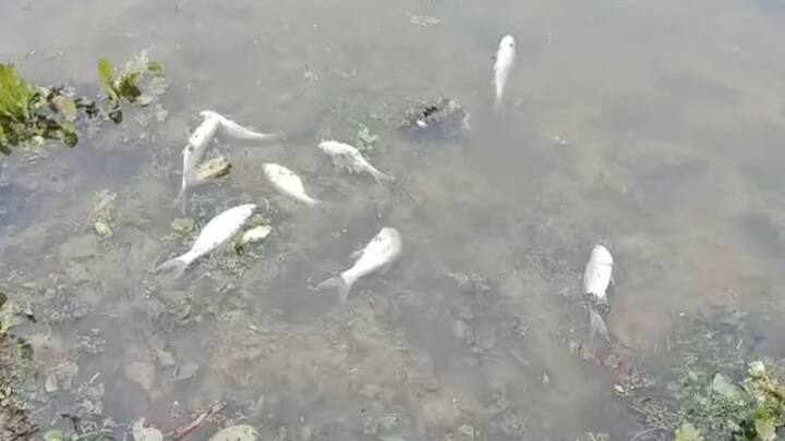 मछलियों को बीमारियों से सुरक्षित रखने के लिए जुलाई के महीने में पानी की समय-समय पर चेक करते रहना चाहिए. अगर पानी का रंग बहुत ज्यादा गहरा हरा या मटमैला दिख रहा है. तो समझ जाएं कि तालाब का माहौल बिगड़ रहा है. पानी को साफ रखने के लिए पोटैशियम परमैंगनेट या लाल दवा का  इस्तेमाल करना फायदेमंद रहता है.