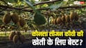 किस सीजन में कर सकते हैं कीवी की खेती, लाखों रुपये की होगी इनकम