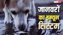 Animals Immune System: नाली का पानी पीने के बाद भी जानवरों का पेट क्यों खराब नहीं होता, कितना मजबूत होता है इम्यून सिस्टम?
