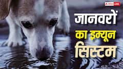 नाली का पानी पीने के बाद भी जानवरों का पेट क्यों खराब नहीं होता, कितना मजबूत होता है इम्यून सिस्टम?