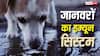 Animals Immune System: नाली का पानी पीने के बाद भी जानवरों का पेट क्यों खराब नहीं होता, कितना मजबूत होता है इम्यून सिस्टम?