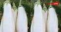 White Brinjal Gardening Tips: अपने गार्डन में कैसे उगा सकते हैं सफेद वाले बैंगन? जान लीजिए तरीका