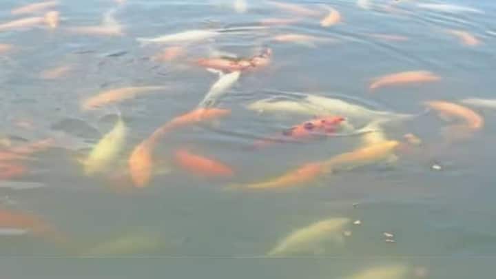 लगातार हो रही बारिश की वजह से पानी में एसिडिटी बढ़ सकती है. इस समस्या से निपटने के लिए तालाब में जरूरत के हिसाब से चूने का छिड़काव करना सबसे बेस्ट उपाय माना जाता है. इसके साथ ही बरसात के दिनों में तालाब के पानी में ऑक्सीजन की कमी होना एक बहुत ही आम बात है.