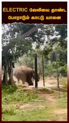 Elephant Viral Video | ELECTRIC வேலியை தாண்ட போராடும் காட்டு யானை